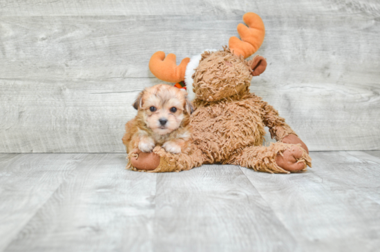 Cute Morkie Baby