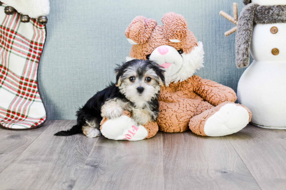 Sweet Morkie Baby