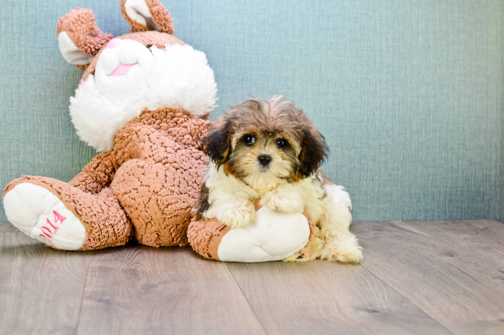 Cavachon Puppy for Adoption