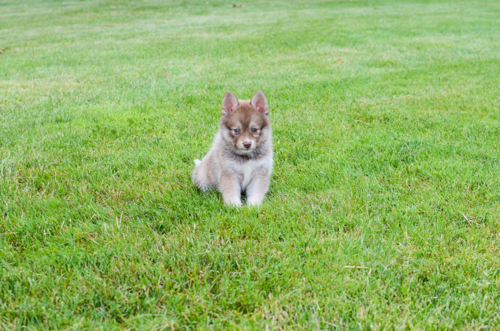 Sweet Pomsky Baby