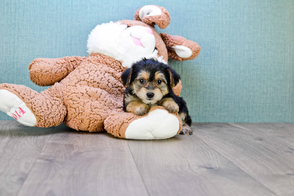 Energetic Yorkie Designer Puppy