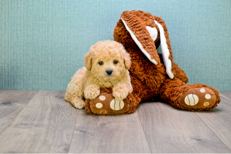 Cavapoo Pup Being Cute