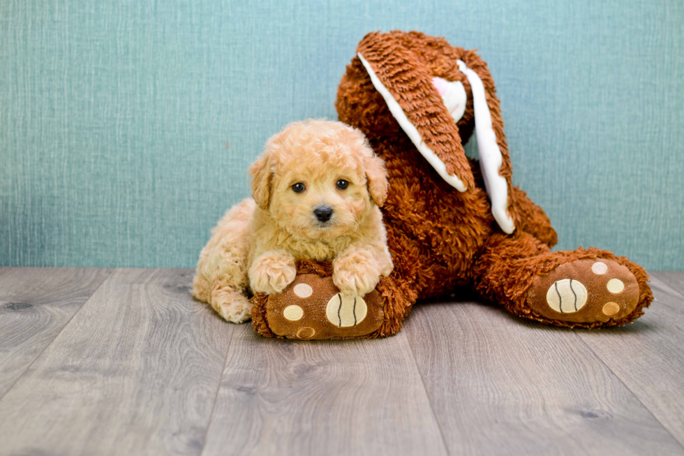 Cavapoo Pup Being Cute