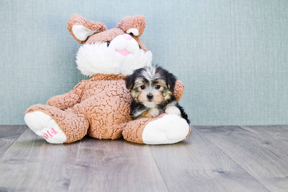 Smart Morkie Designer Pup