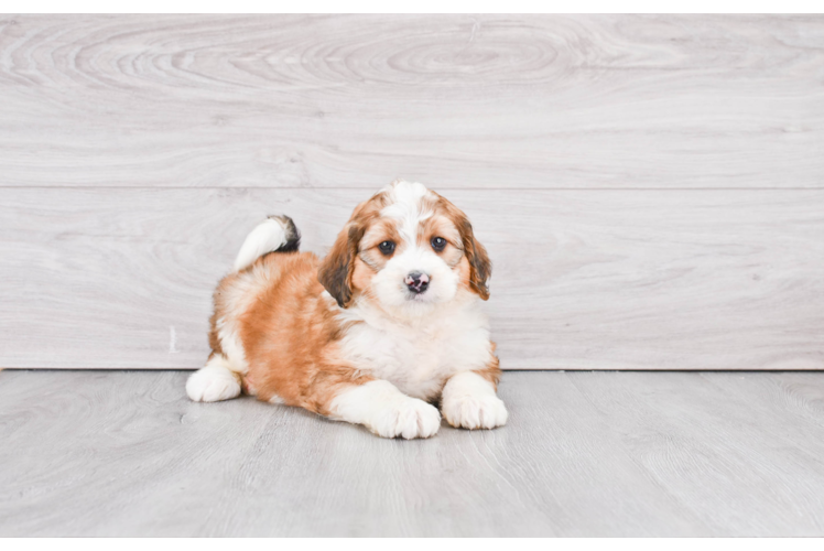 Mini Bernedoodle Puppy for Adoption