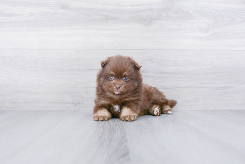 Cute Pomeranian Purebred Puppy