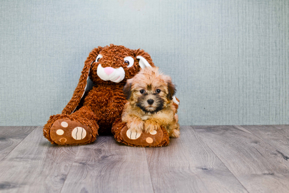 Friendly Morkie Baby