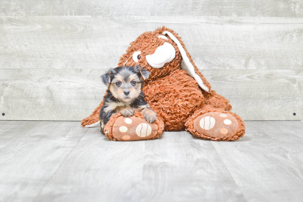 Friendly Morkie Baby