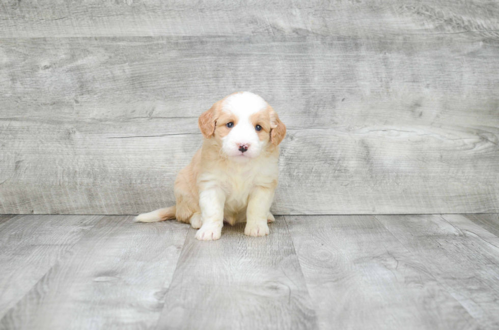 Friendly Mini Goldendoodle Baby