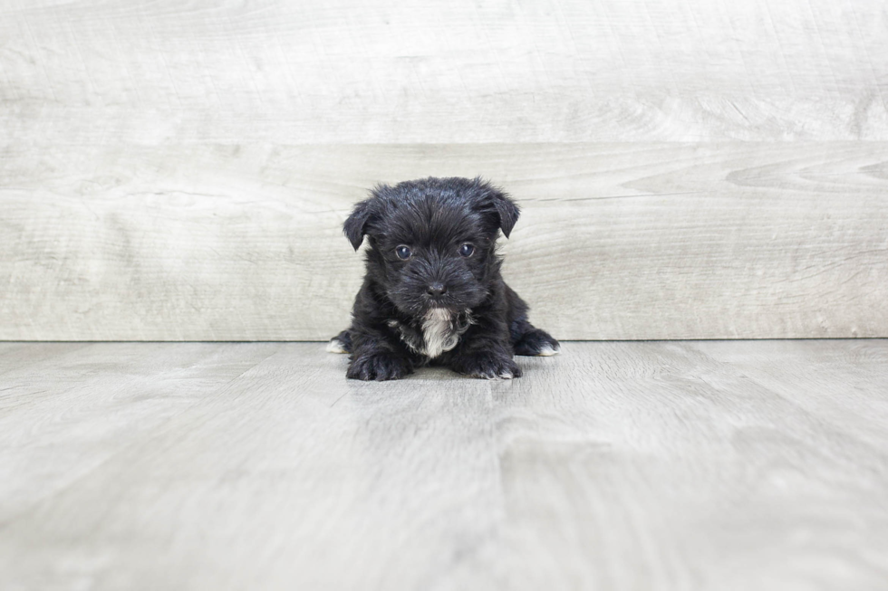 Best Morkie Baby