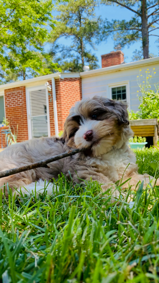 Aussiechon Being Cute