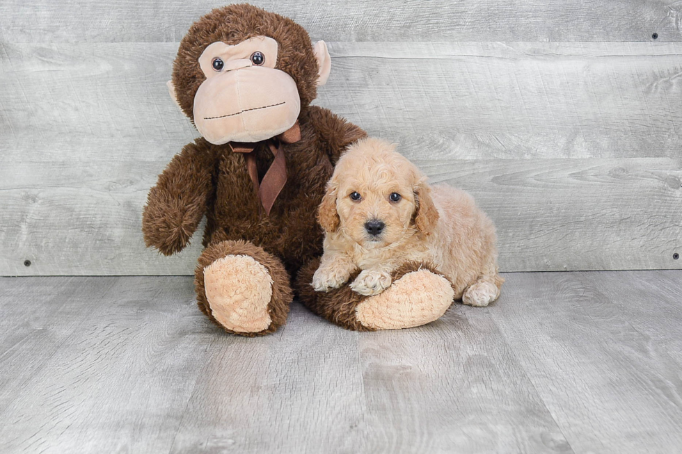 Mini Goldendoodle Puppy for Adoption