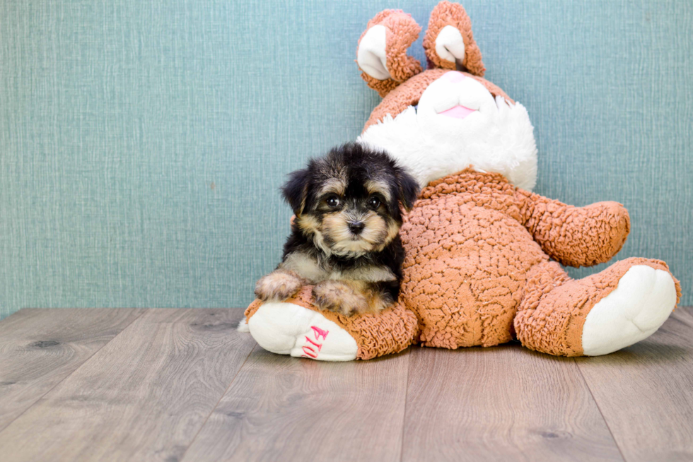 Morkie Puppy for Adoption