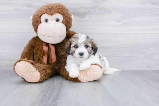 Cute Teddy Bear Baby