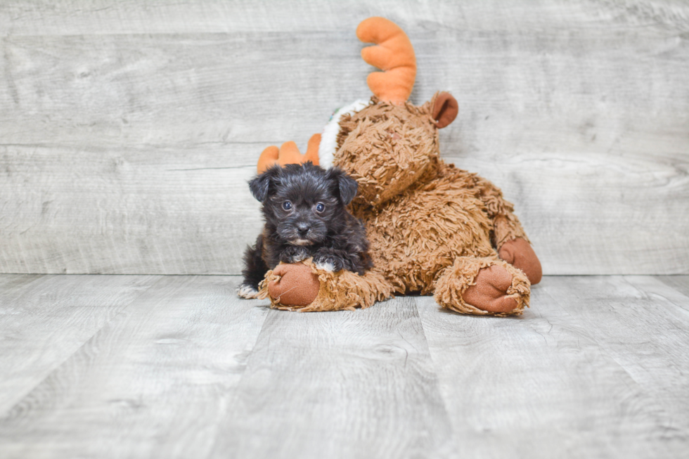 Morkie Pup Being Cute