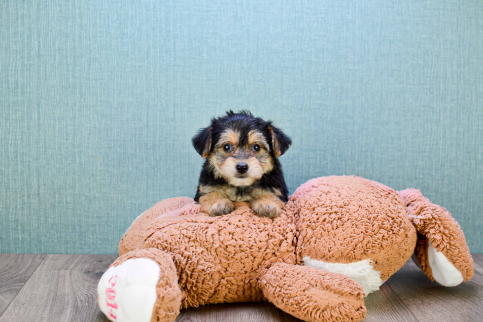 Funny Morkie Designer Pup