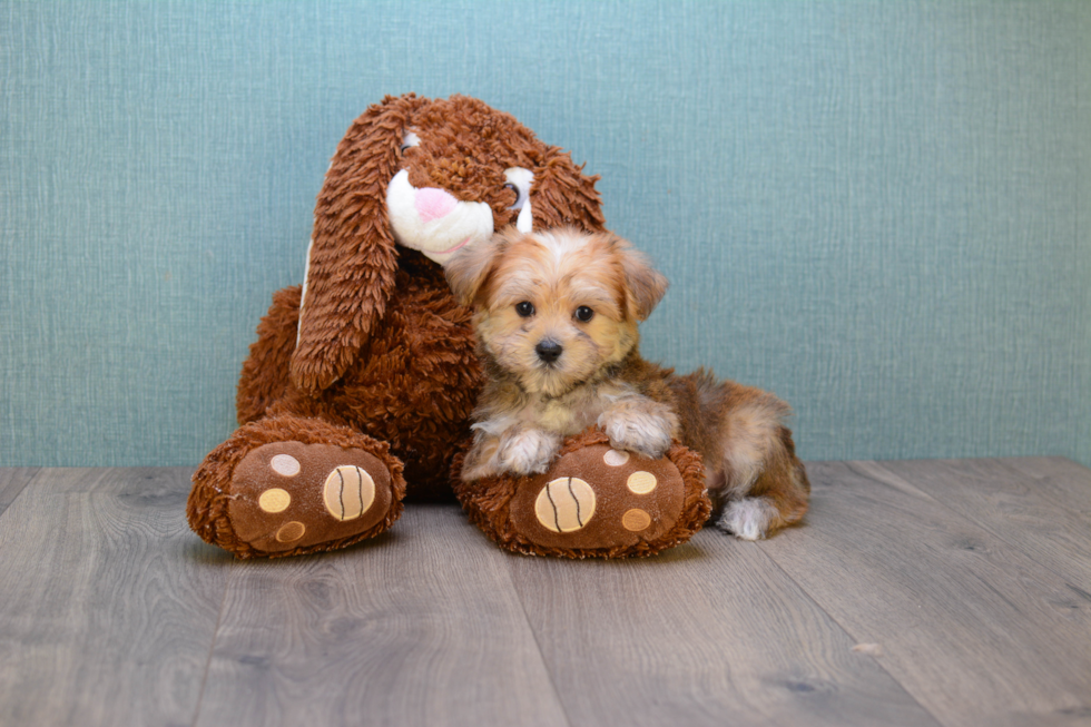 Morkie Pup Being Cute