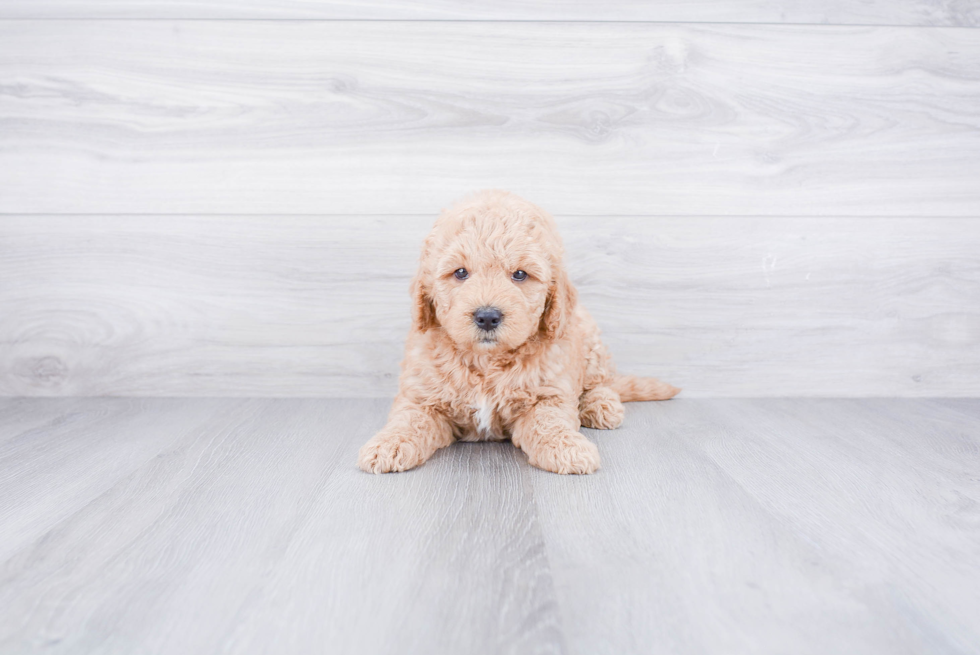 Best Mini Goldendoodle Baby