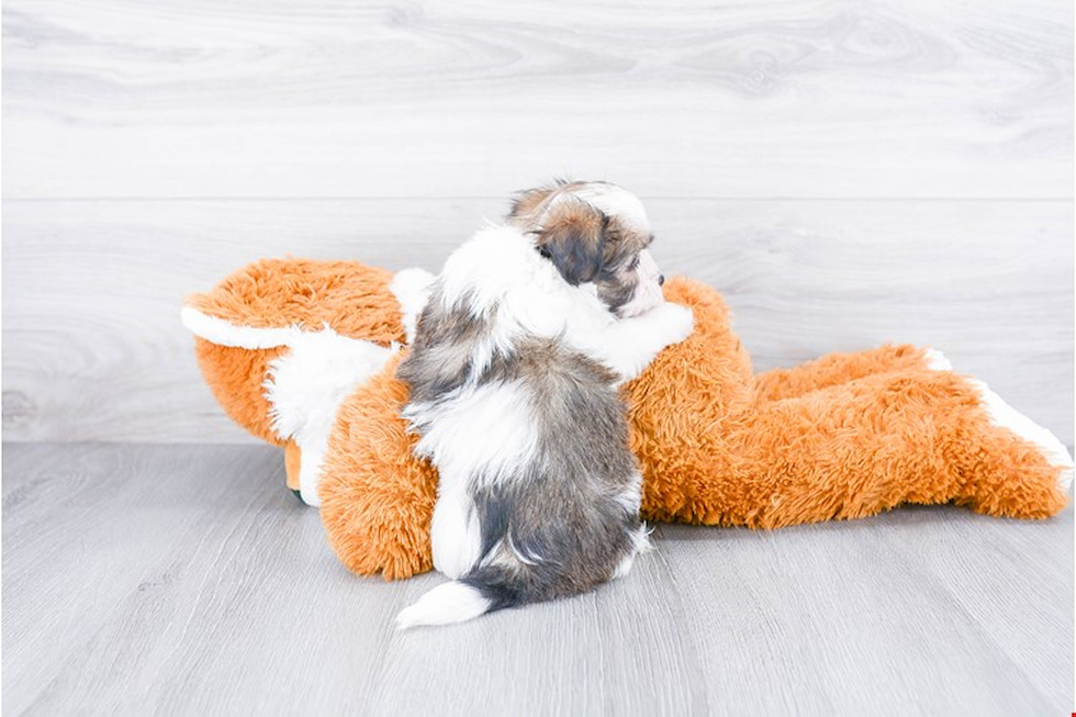 Havanese Puppy for Adoption