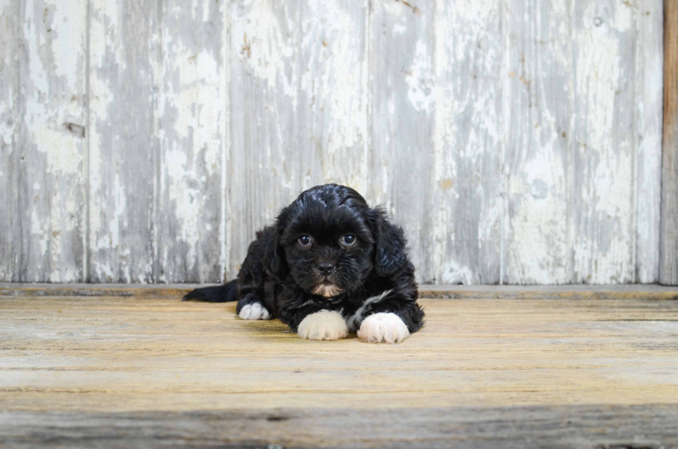 Fluffy Teddy Bear Designer Pup