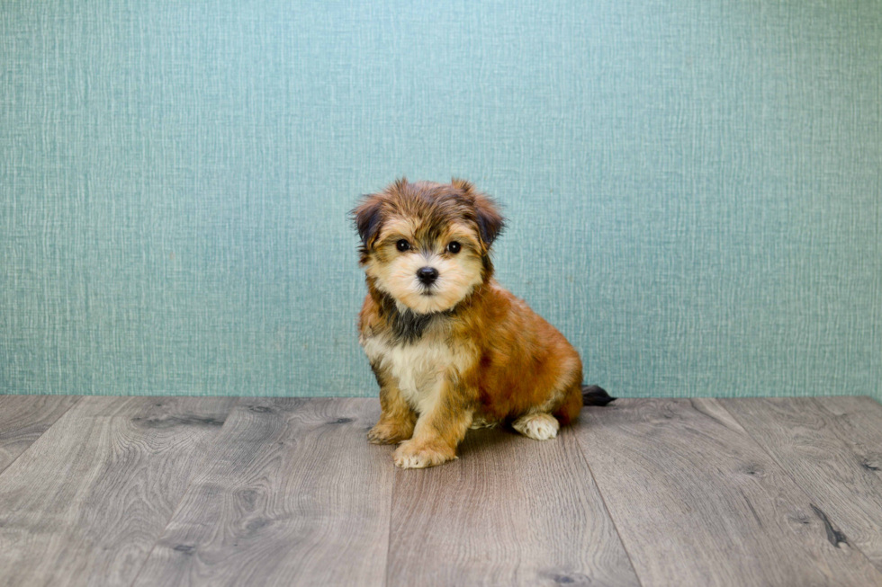 Cute Morkie Baby