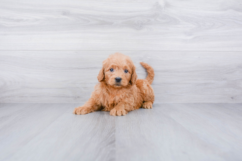 Little Golden Retriever Poodle Mix Puppy