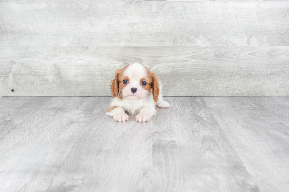 Cavalier King Charles Spaniel Puppy for Adoption