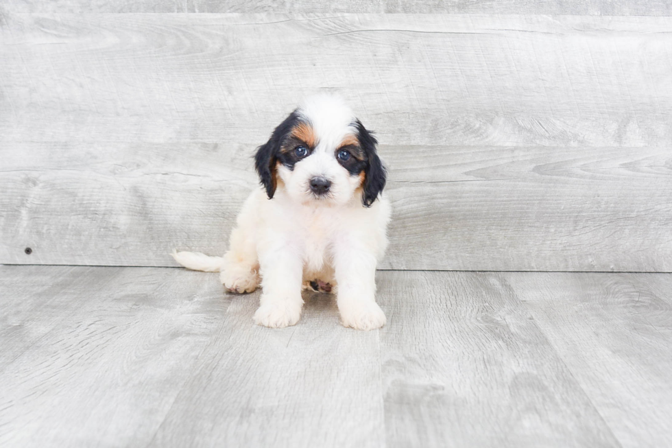 Fluffy Mini Bernedoodle Poodle Mix Pup
