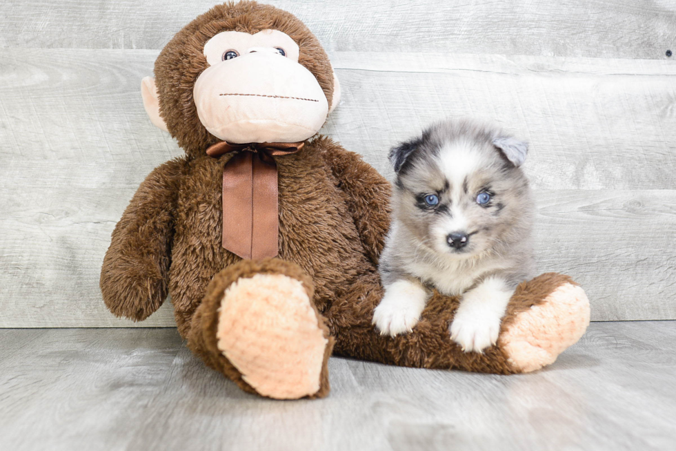 Pomsky Pup Being Cute