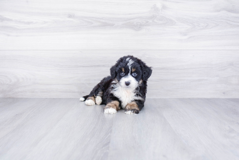 Smart Mini Bernedoodle Poodle Mix Pup