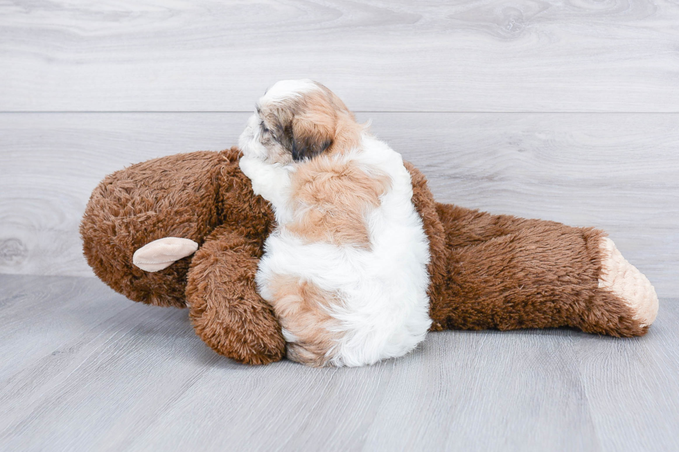 Teddy Bear Pup Being Cute