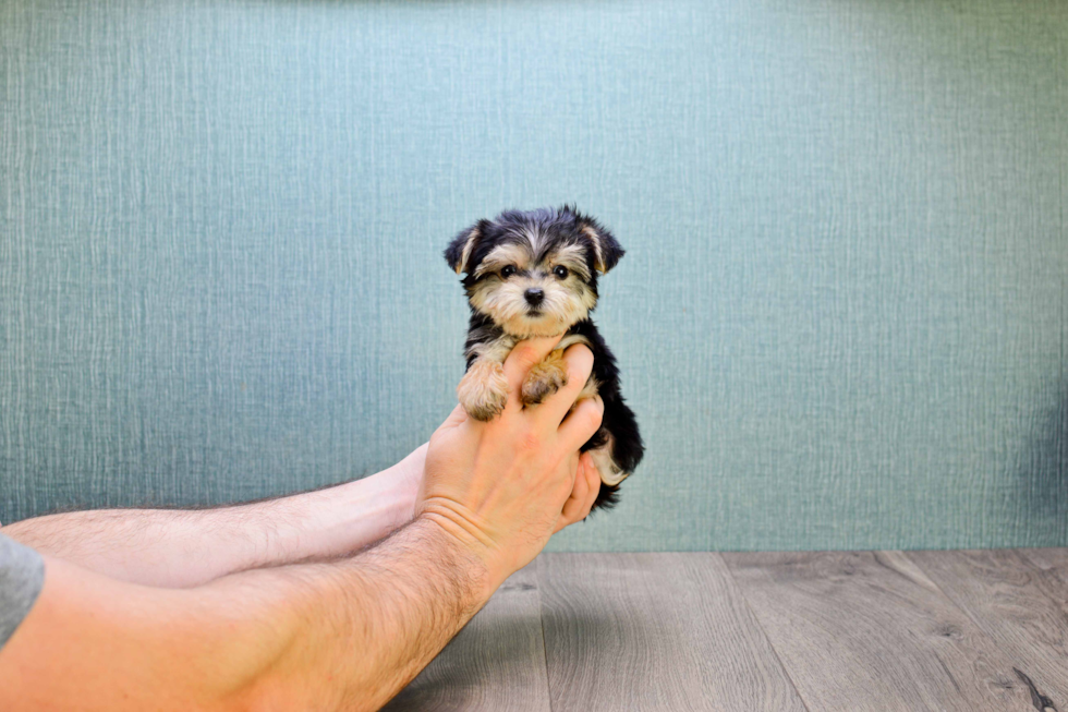 Best Morkie Baby