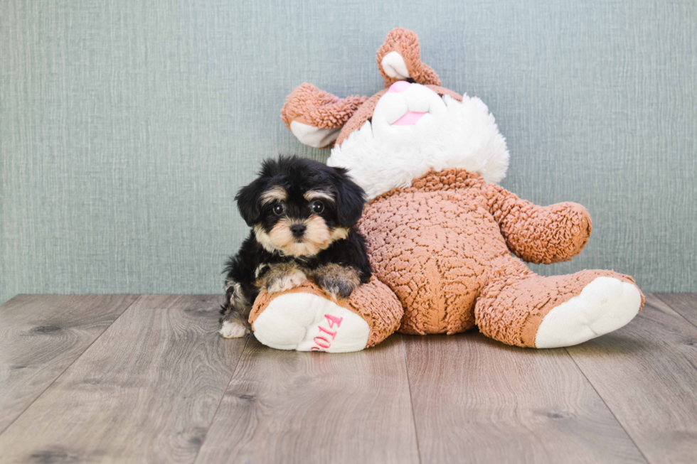 Energetic Yorkie Designer Puppy