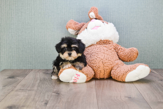 Energetic Yorkie Designer Puppy