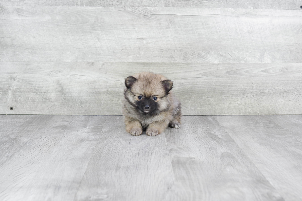 Pomeranian Puppy for Adoption