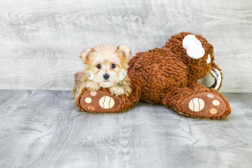 Cute Morkie Baby