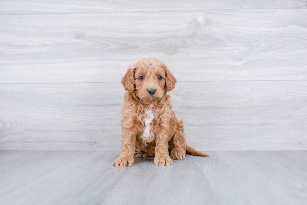 Cockapoo Pup Being Cute