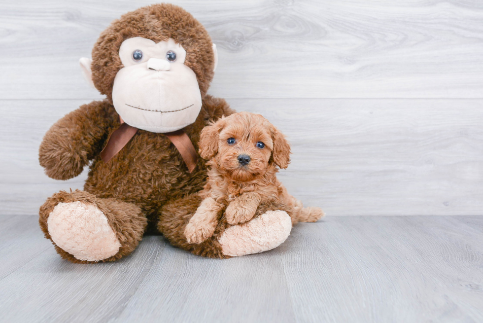 Cavapoo Puppy for Adoption