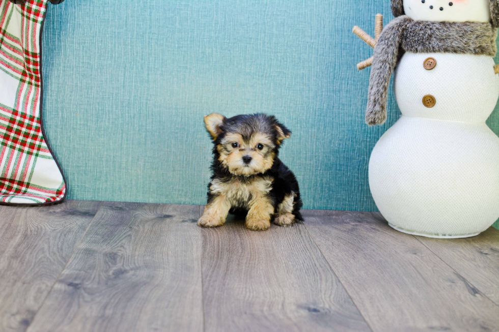 Little Yorkie Designer Puppy