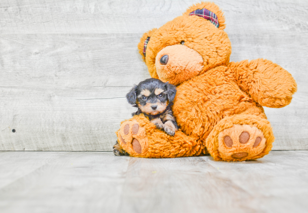 Popular Morkie Designer Pup