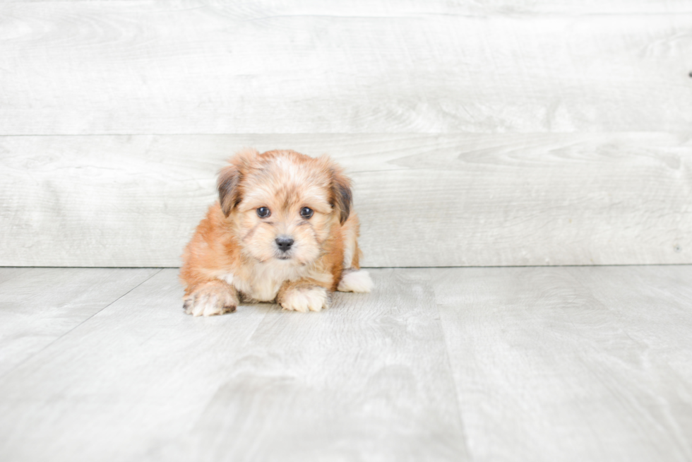 Morkie Puppy for Adoption