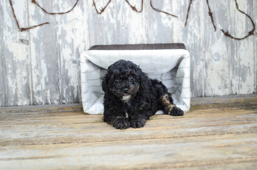 Best Yorkie Poo Baby