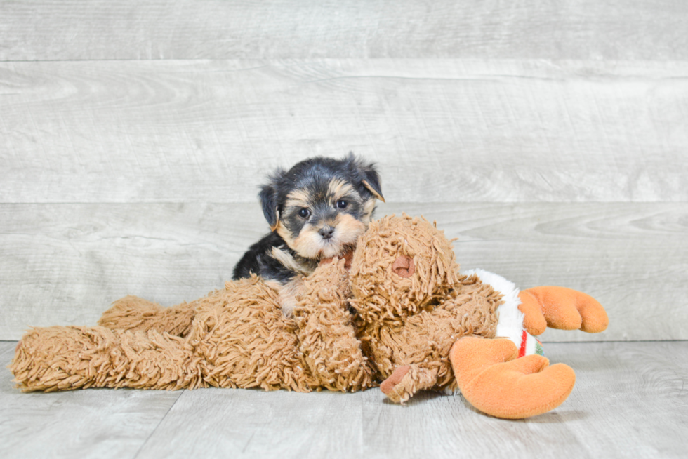 Small Morkie Baby