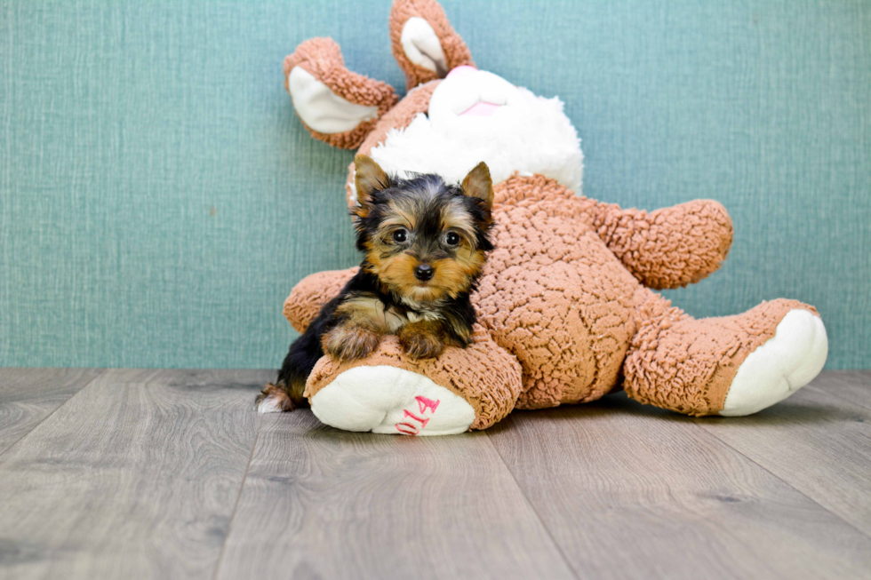 Meet Tinkerbell - our Yorkshire Terrier Puppy Photo 