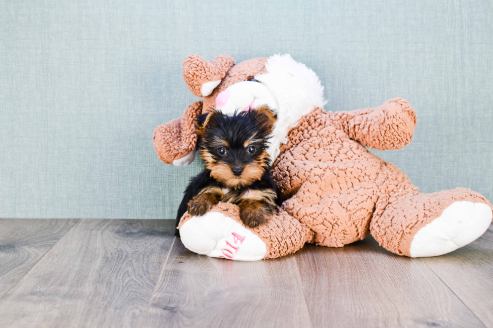 Meet Rebecca - our Yorkshire Terrier Puppy Photo 