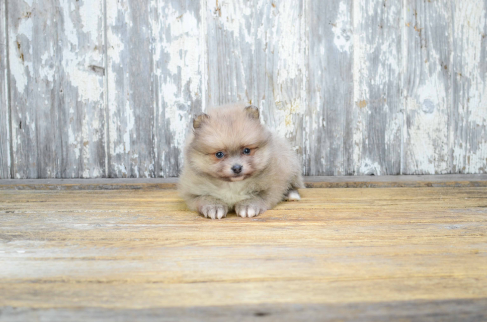 Small Pomeranian Purebred Pup