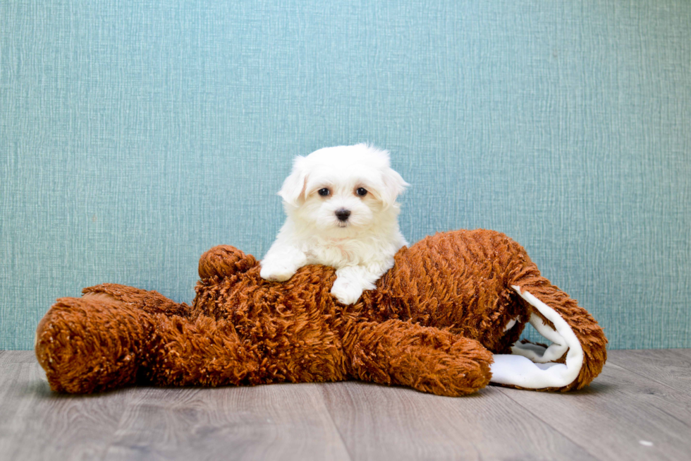 Hypoallergenic Maltese Purebred Pup