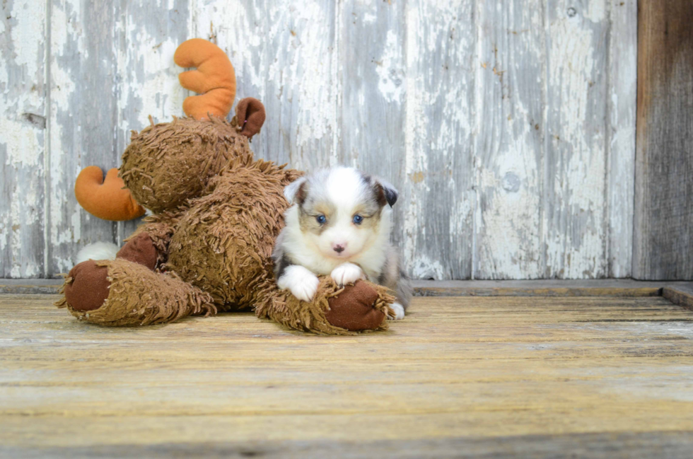 Playful Aussiepoo Poodle Mix Puppy