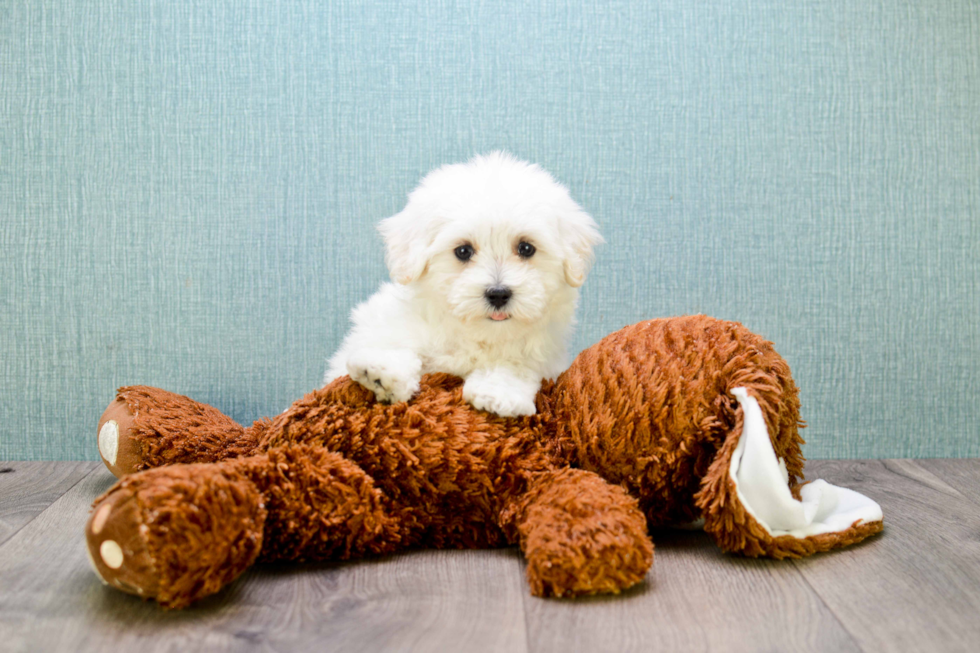 Happy Maltipoo Baby