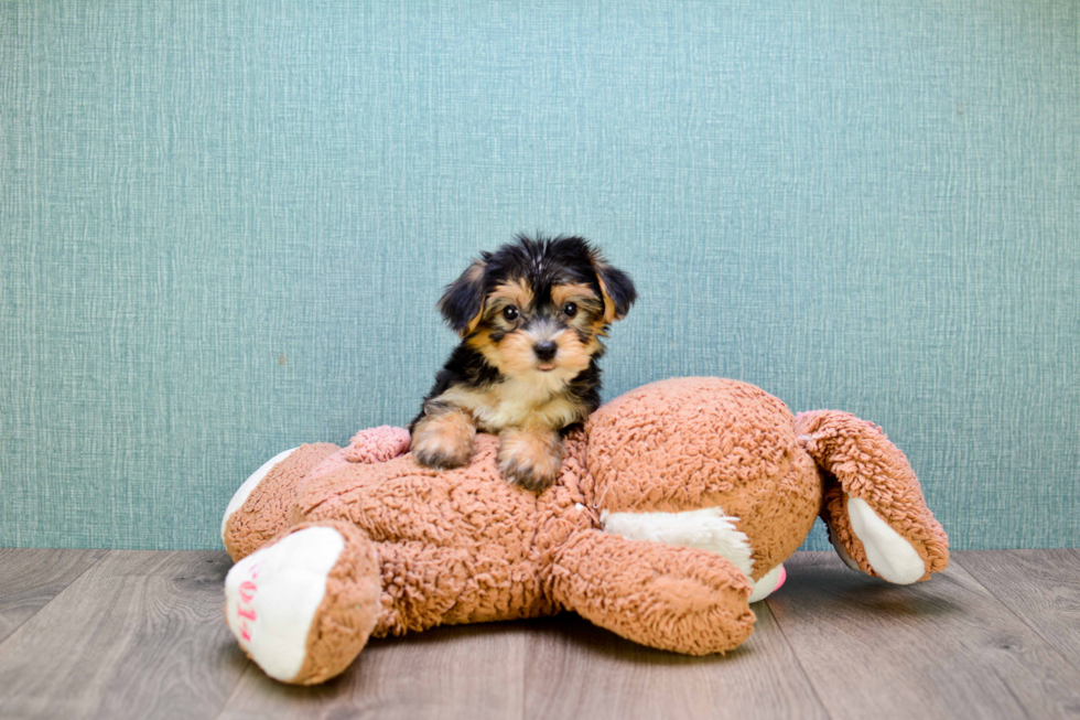 Best Morkie Baby